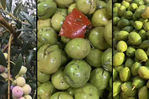 Gdzie kupić dobre oliwki? Odkryj najlepsze miejsca na zakupy
