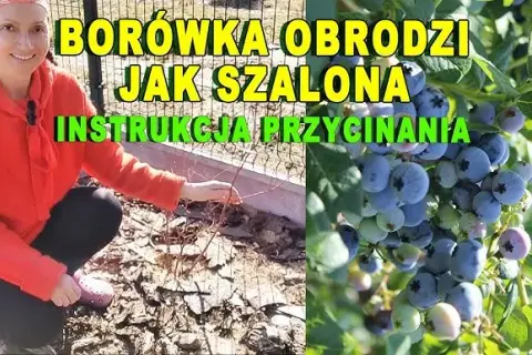 Kiedy i jak przycinać borówkę amerykańską, aby uniknąć błędów w pielęgnacji