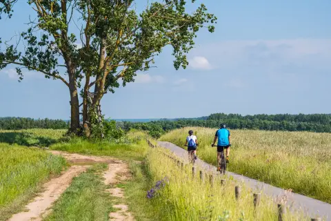 Dwie osoby na rowerach przemierzają malownicze trasy rowerowe zachodniopomorskie, mijając pola i okazałe drzewo.