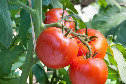 Tomates rojos y jugosos colgando de una rama con hojas verdes y gotas de agua.