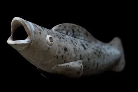Pesce in ceramica con bocca aperta, occhio sporgente e macchie scure, un'opera che ricorda lo stile di Tonino Negri.