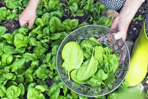Hände ernten frischen Spinat im Garten. Ein Sieb füllt sich mit den grünen Blättern.