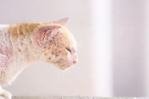 A cat with patchy fur and red, irritated skin, showing what ringworm looks like on a cat.