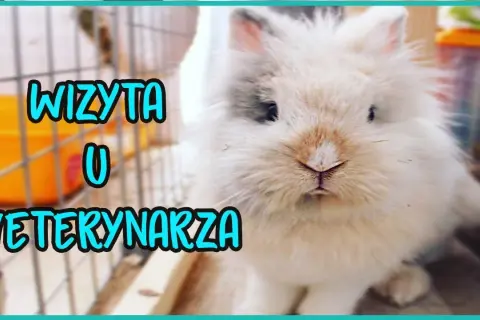 Ile kosztuje wizyta u weterynarza z królikiem? Sprawdź ceny i usługi
