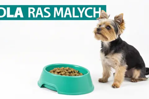 Mały yorkshire terrier siedzi obok miski suchej karmy. Czy szczeniak może jeść tylko suchą karmę? Napis "DLA RAS MAŁYCH".