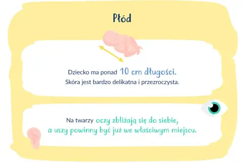 16 tydzień ciąży: płód ma ponad 10 cm, skóra jest delikatna. Oczy zbliżają się, uszy są na miejscu.