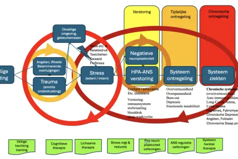 Onveilige hechting leidt tot stress, negatieve neuroplasticiteit en ontregeling, wat kan escaleren tot chronische systeemziekten. Leven met intensiteit vereist herstel.