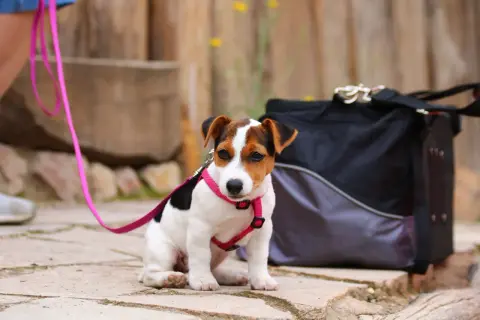 Uroczy szczeniak Jack Russell Terrier w różowych szelkach i na smyczy, gotowy na spacer. Decyzja: szelki czy obroża dla szczeniaka?