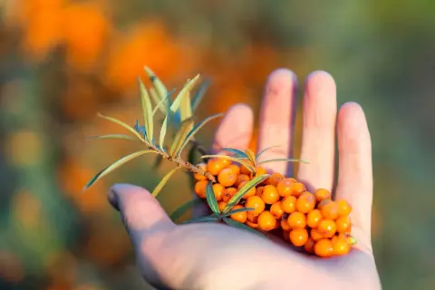Mano che tiene un ramo di olivello spinoso, ricco di bacche arancioni. Le sue proprietà sono note per il benessere.