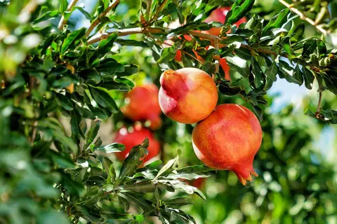 Reife Granatäpfel hängen an einem Baum in Deutschland. Die roten Früchte sind von grünen Blättern umgeben.