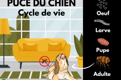 Le cycle de vie de la puce chien, de l'œuf à l'adulte, illustré par un chien se grattant près d'un canapé.