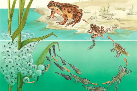 Der Lebenszyklus eines Frosches: Laich, Kaulquappen und erwachsene Tiere zeigen die faszinierende **Fortpflanzung Reptilien**-ähnlicher Amphibien.
