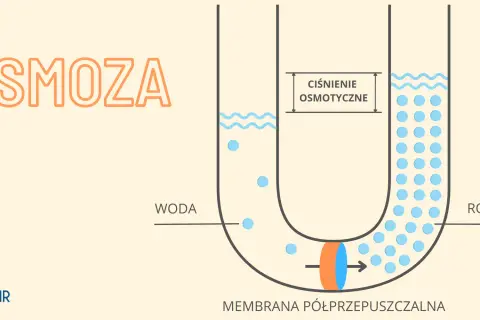 Ilustracja pokazuje, na czym polega osmoza: woda przenika przez membranę półprzepuszczalną do roztworu, wyrównując stężenie.