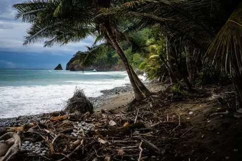 Orilla de playa tropical con palmeras, troncos y rocas. El mar turquesa choca contra la costa, evocando la belleza de las maderas tropicales y sus nombres.