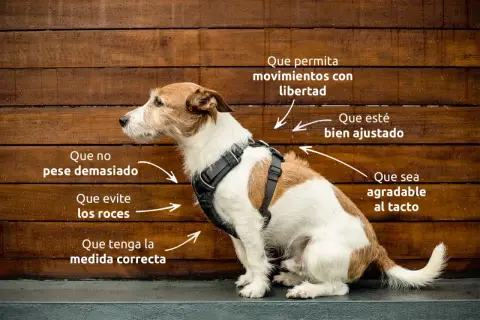Un perro pequeño con arnés, con indicaciones sobre cómo debe ser un arnés ideal: ligero, ajustable, cómodo y que no roce.