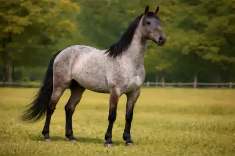 Piękny koń maści płowej, z grzywą i ogonem w kolorze czarnym, stoi na zielonej łące.