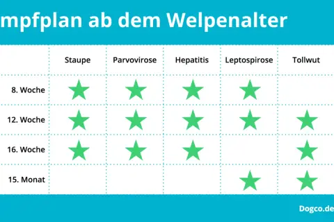 Impfplan für Welpen: Grüne Sterne zeigen, wann Impfungen gegen Staupe, Parvovirose, Hepatitis, Leptospirose und Tollwut empfohlen werden.