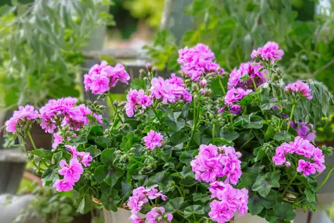 Kwitnące pelargonie bluszczolistne w donicy, tworzące bujne kępy różowych kwiatów. Sadzonki pelargonii bluszczolistnej pięknie ozdabiają taras.