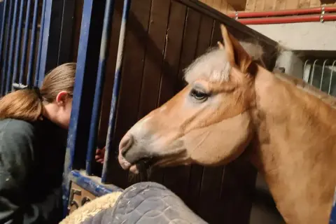 Stadnina koni Michałowice - odkryj wyjątkowe usługi i atrakcje