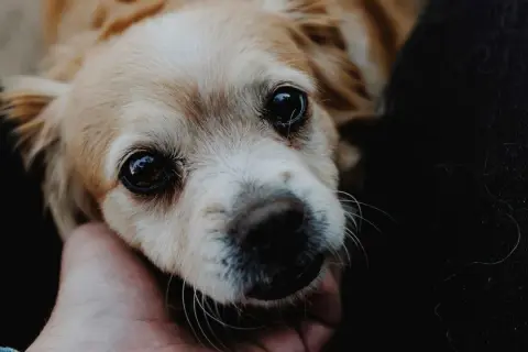 Un perro con ojos grandes y expresivos recibe una caricia. Aprende cómo tranquilizar a un perro con este gesto de afecto.