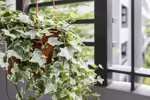 Kwiaty na balkony i tarasy: Unikaj tych błędów przy wyborze roślin!