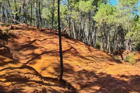 Sentier de randonnée à travers les ocres de Mormoiron, avec des pins et des ombres mouvantes sur le sol rougeoyant.