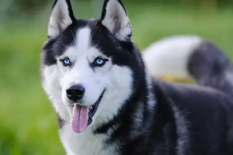 Piękny husky syberyjski z niebieskimi oczami i wywieszonym językiem na tle zielonej trawy.