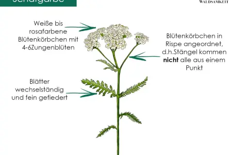 Schafgarbe mit feingefiederten Blättern und weißen bis rosafarbenen Blütenkörbchen. Die achillea millefolium wirkung ist vielfältig.