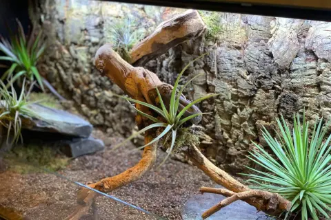 Jak zbudować terrarium dla żółwia lądowego? Poradnik krok po kroku