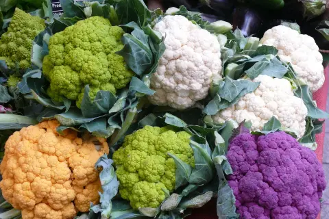 Bunte Blumenkohl-Pflanzen in verschiedenen Farben: weiß, grün, orange und violett.