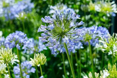 Afrikas blå lilja blommar trots att det är minusgrader. En vacker syn med lila och vita blommor mot grön bakgrund.