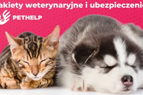 Kiedy z kotem do weterynarza? Kluczowe informacje dla właścicieli