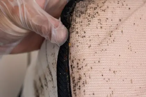 Gloved hand points to a mattress seam with dark stains and visible bed bugs.