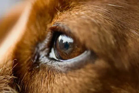 Close-up of a dog's brown eye, reflecting buildings. A bit of discharge near the eye might explain why does my dog have eye boogers all of a sudden.