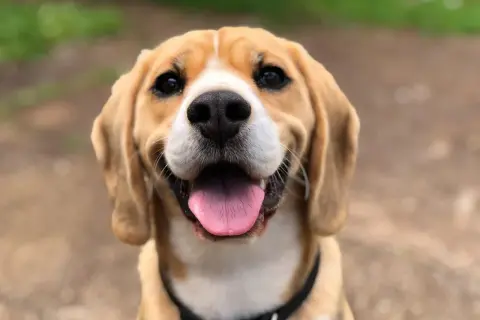Uśmiechnięty beagle z wystawionym językiem. Idealny kandydat na śmieszne imiona dla psa, np. Pączek czy Kabanos.