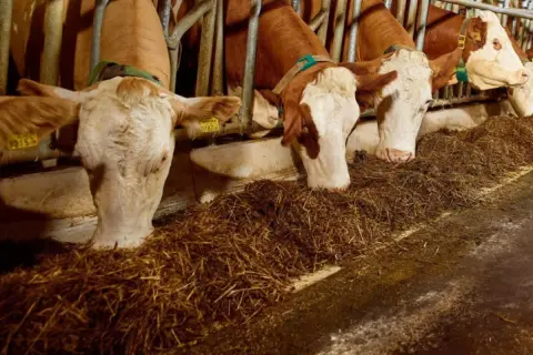 Bydło opasowe zajada się paszą treściwą. Widać słomę i inne składniki, które tworzą zbilansowaną dietę.