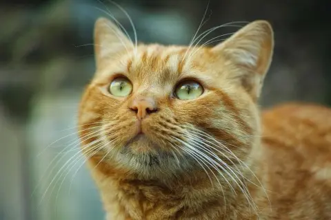 Cuándo es el día del gato y por qué es importante celebrarlo