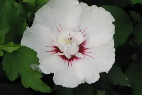 ¿Hibisco árbol o arbusto? Entiende su clasificación y cuidados