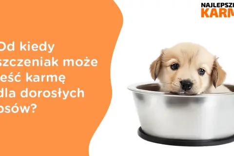 Czy szczeniak może jeść karmę dla dorosłych psów? Konsekwencje i zalecenia