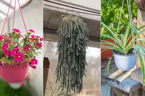 Plantas que cuelgan exterior: las mejores opciones para embellecer tu espacio