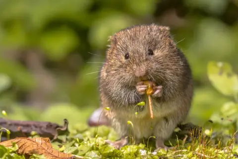 Un campagnol des champs, petit rongeur aux moustaches fines, grignote avec appétit une brindille au milieu d'une végétation luxuriante.
