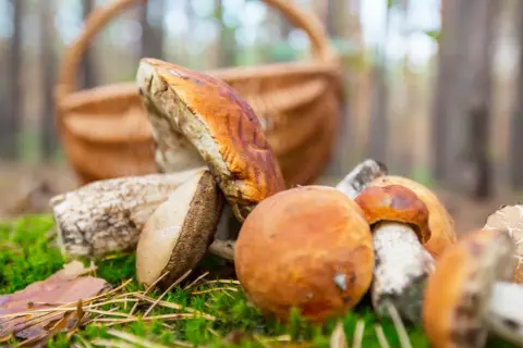 Gdzie na grzyby z noclegiem? Odkryj najlepsze miejsca w Polsce
