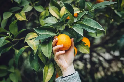 Hand pflückt eine reife Orange von einem Baum. Die Blätter sind grün und saftig, ein Zeichen für gute Orangensbaum Pflege.