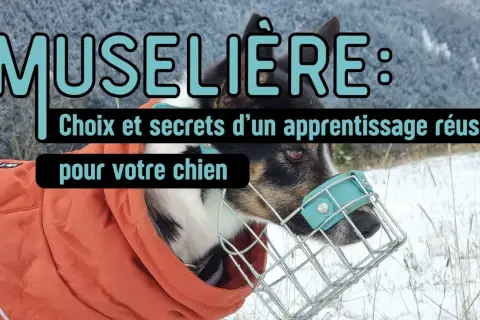 Conseils pour choisir et réussir l'apprentissage de comment mettre une muselière à votre chien.