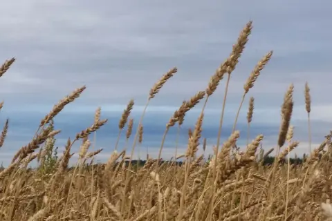 Välmogande ax av en typ av vete svajar i vinden mot en molnig himmel.