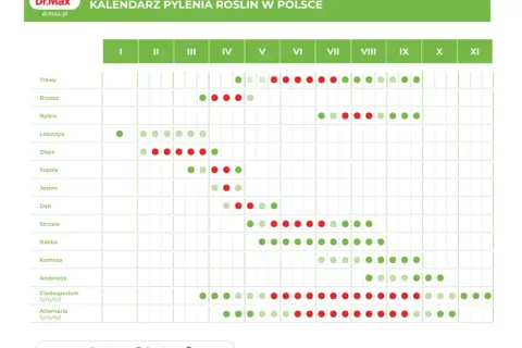 Kalendarz pylenia roślin w Polsce. Sprawdź, co teraz pyli: trawy, brzoza, leszczyna, olsza, dąb, ambrozja i inne.