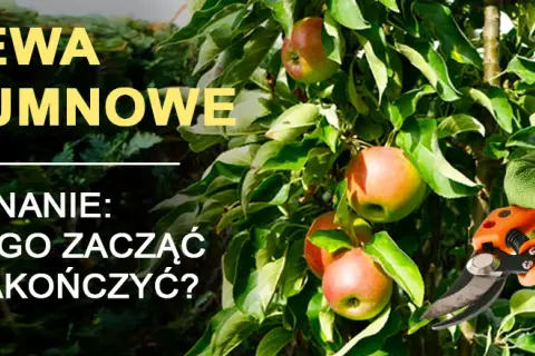 Jak przycinać drzewa kolumnowe, aby uniknąć błędów i poprawić plony