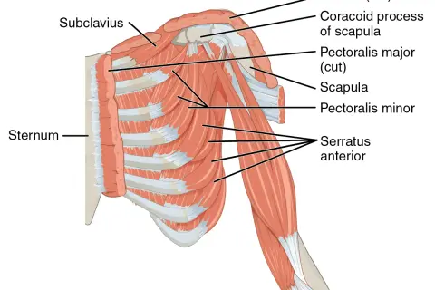 Muskeln der Brust und Schulter: Sternum, Serratus anterior, Pectoralis minor und andere.