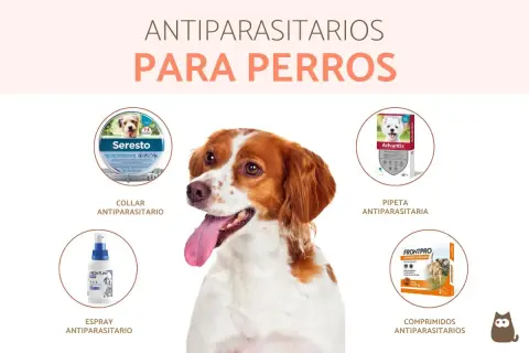 Perro feliz con collar antiparasitario. Descubre en qué mes poner collar antiparasitario para proteger a tu mascota de pulgas y garrapatas.