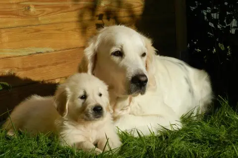 Jak długo rośnie golden retriever? Odkryj kluczowe etapy wzrostu